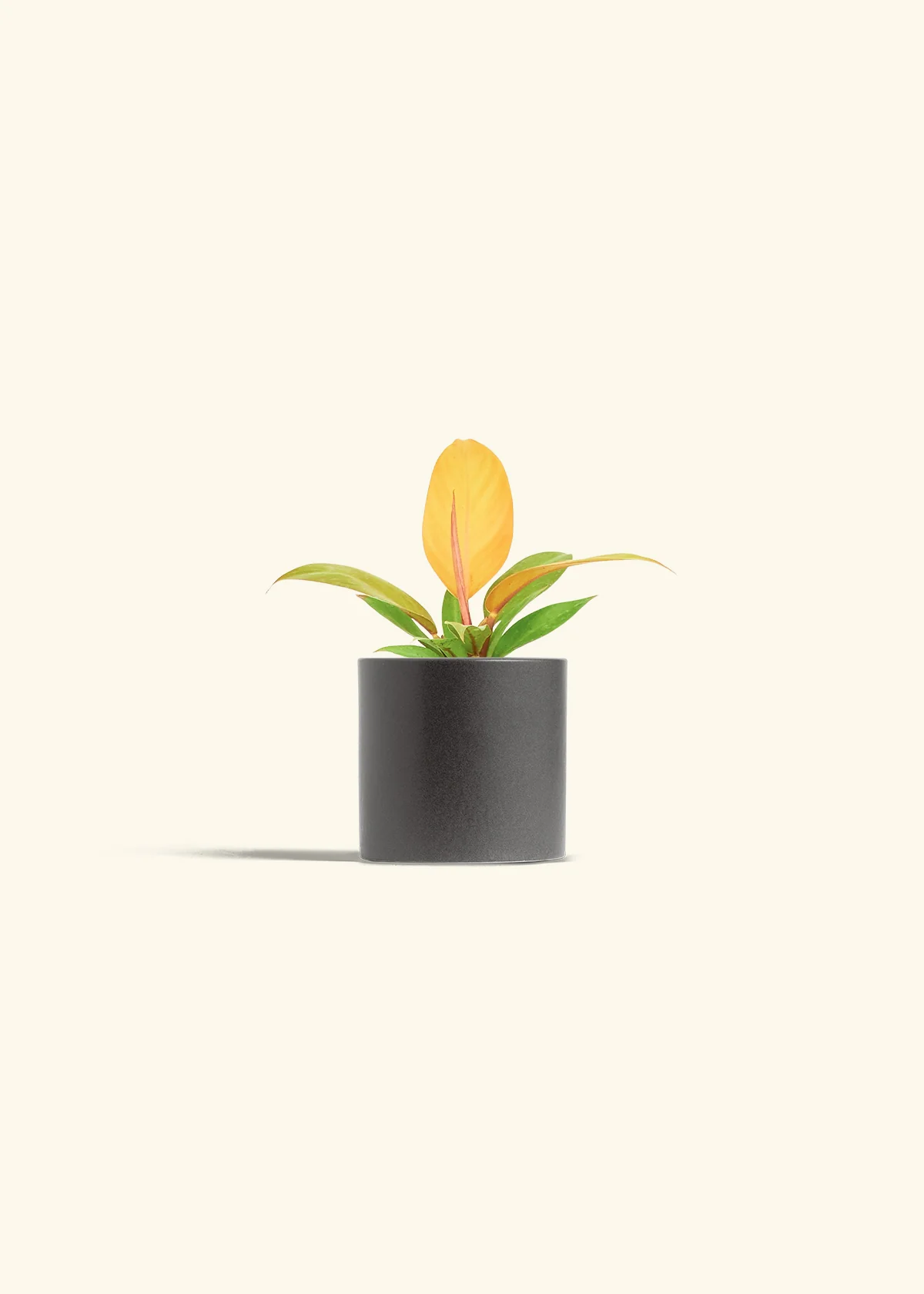 Philodendron Prince of Orange - Image 6