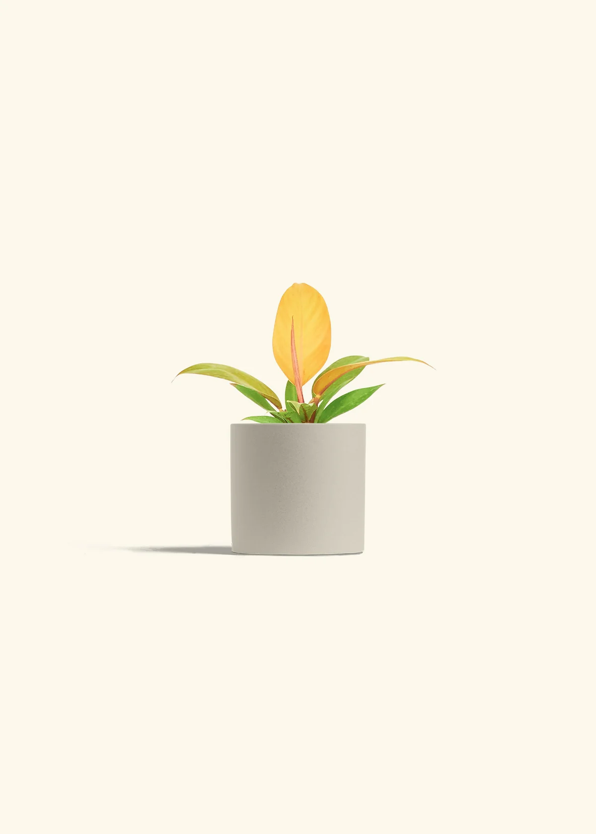 Philodendron Prince of Orange - Image 7