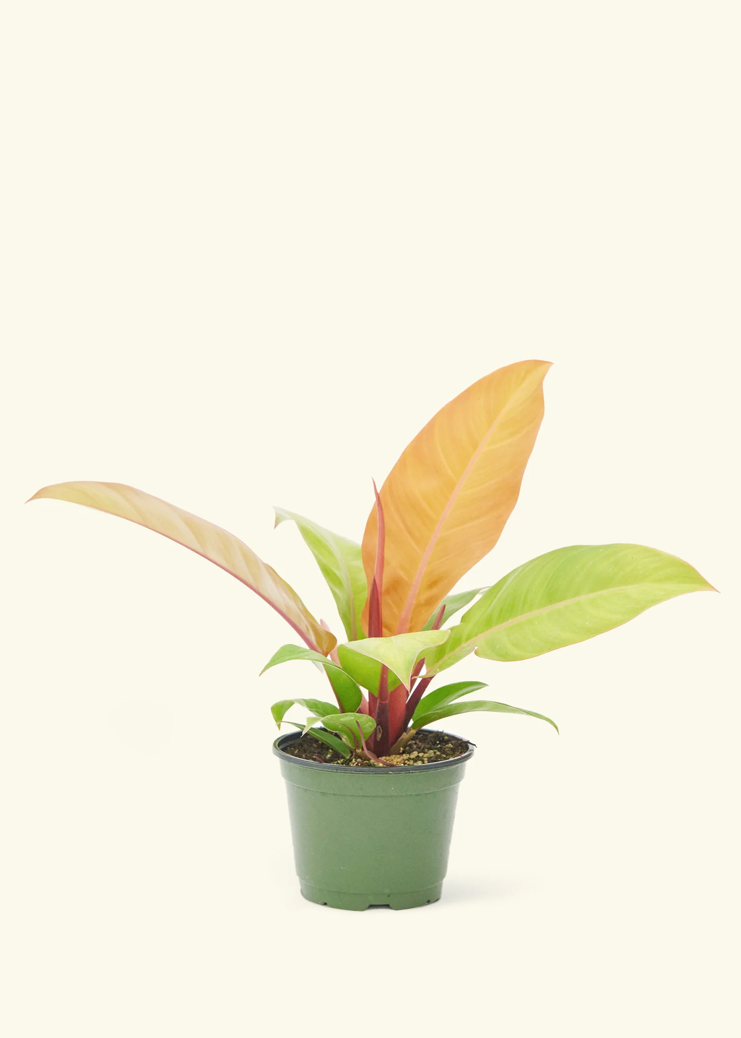 Philodendron Prince of Orange - Image 8