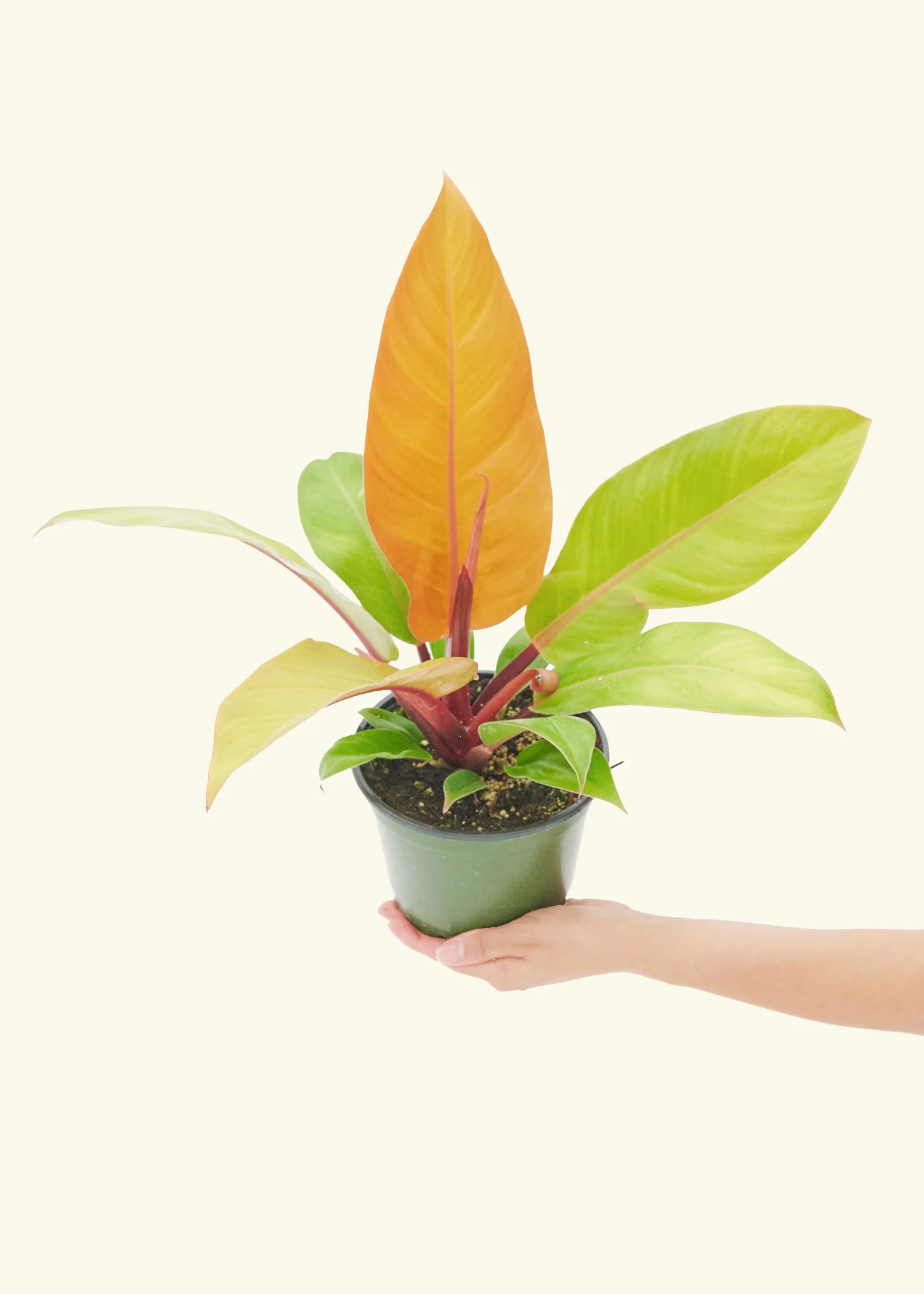 Philodendron Prince of Orange - Image 9
