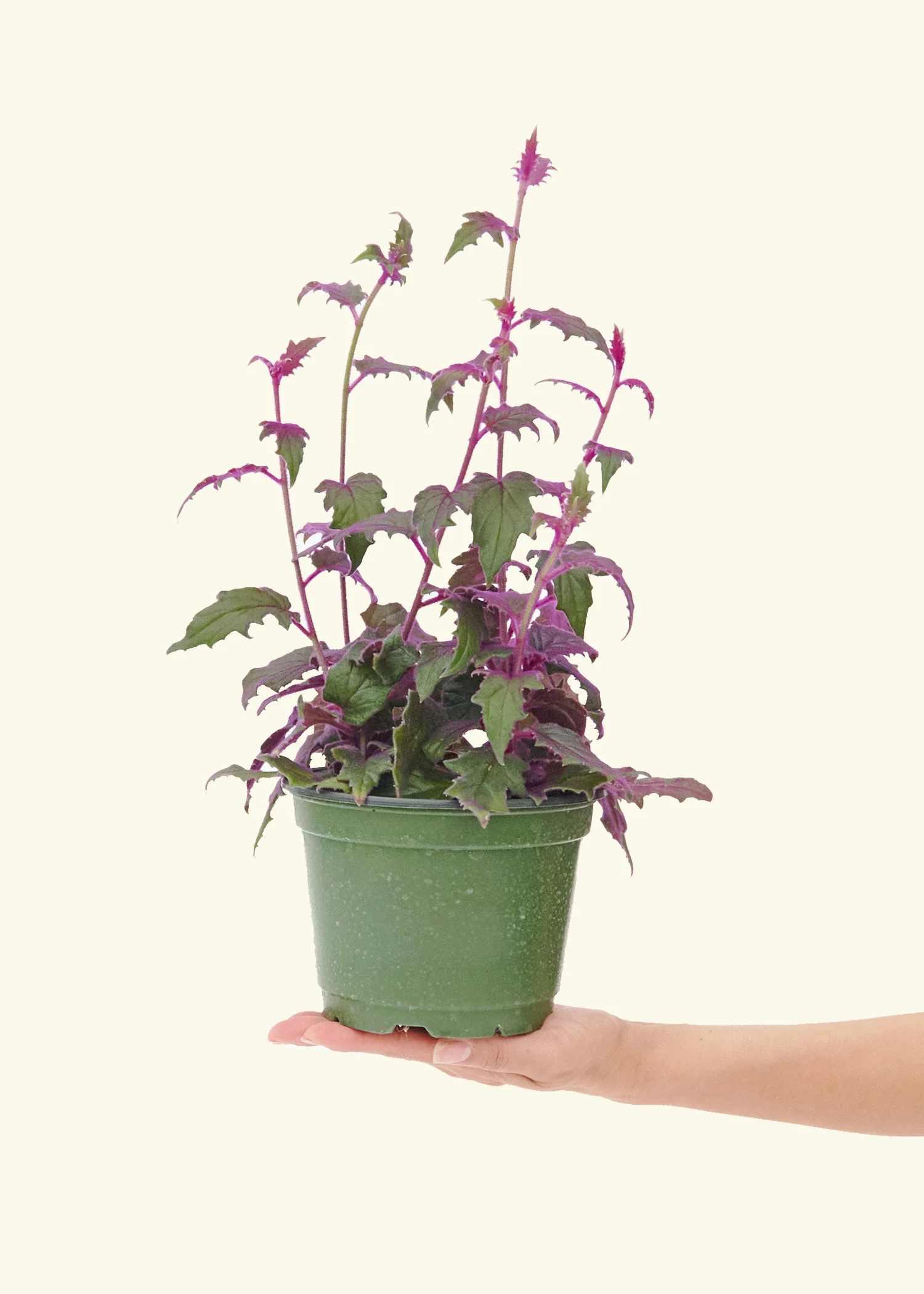 Purple Passion Plant - Image 10