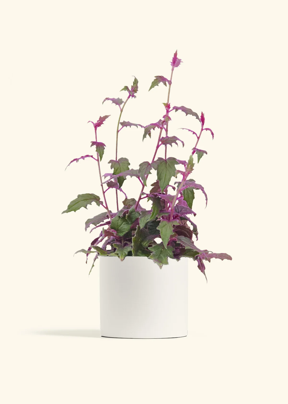 Purple Passion Plant - Image 11