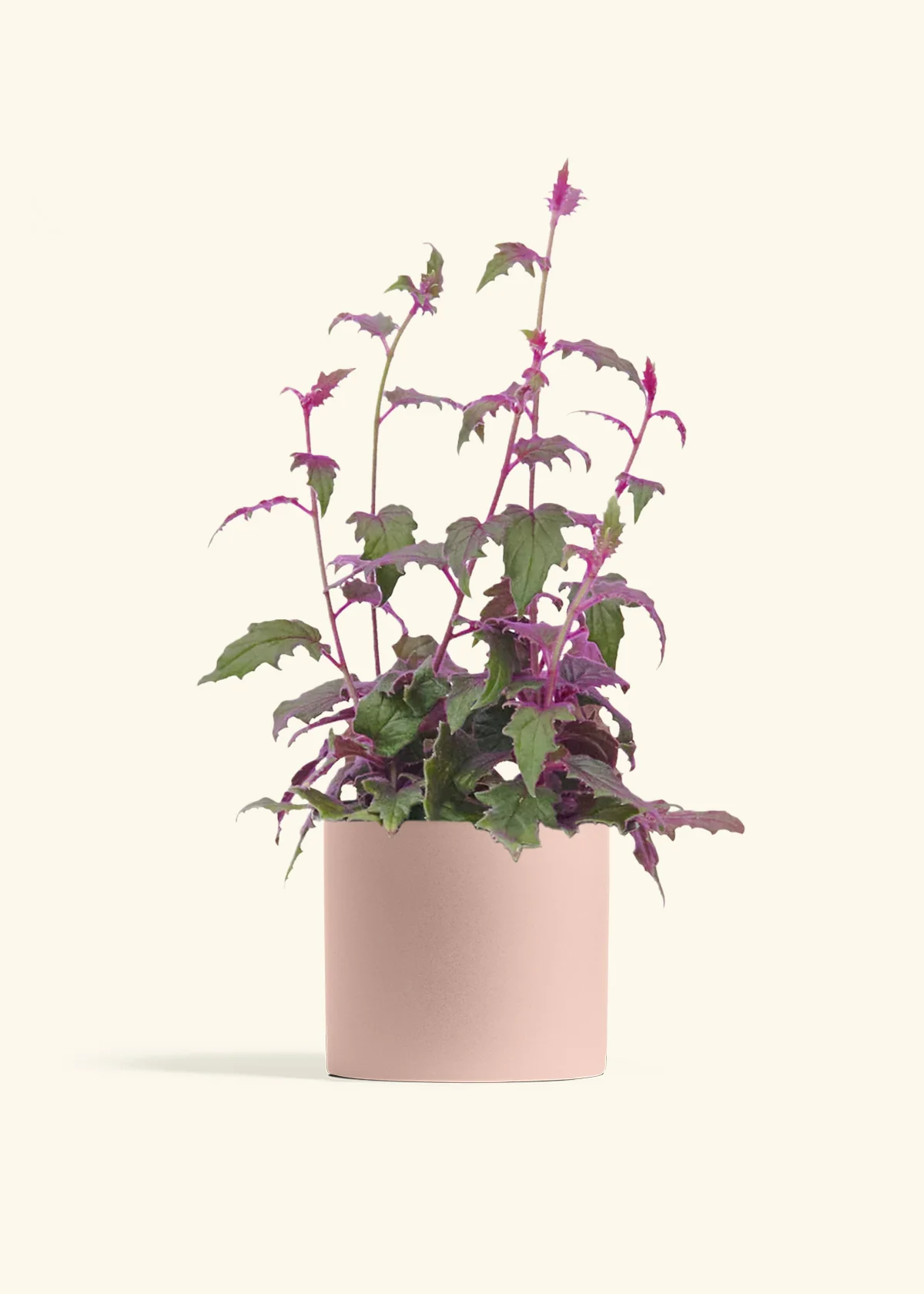 Purple Passion Plant - Image 12