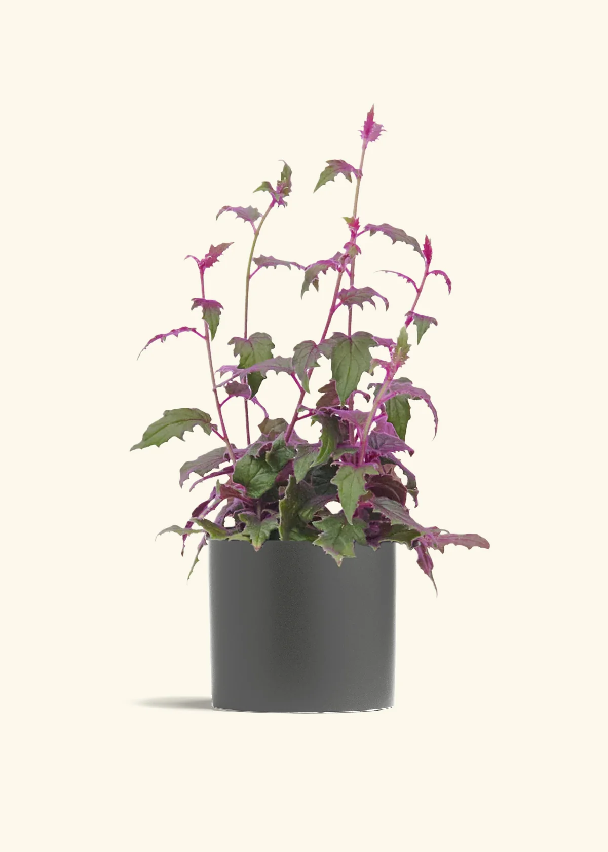 Purple Passion Plant - Image 13