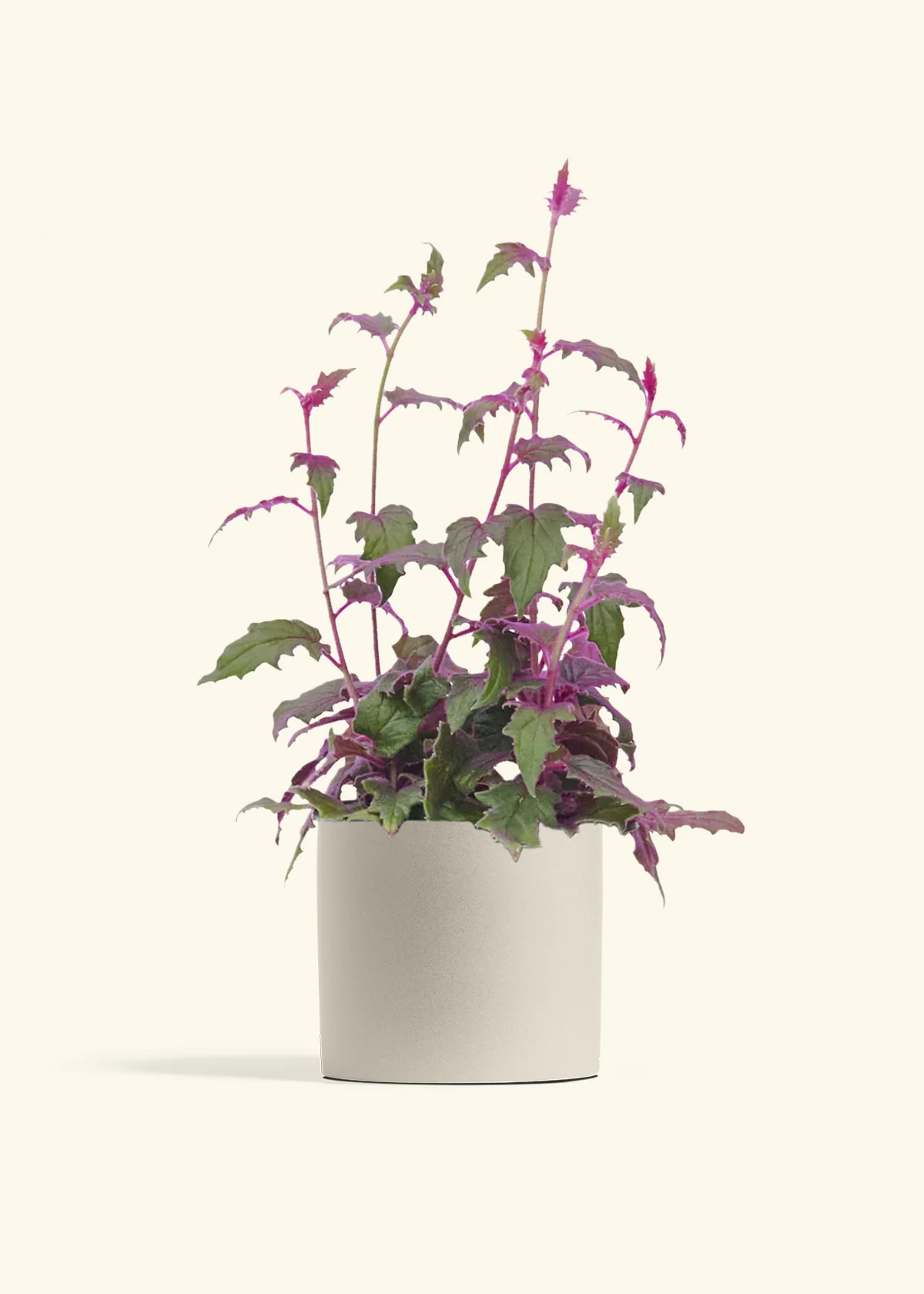 Purple Passion Plant - Image 14