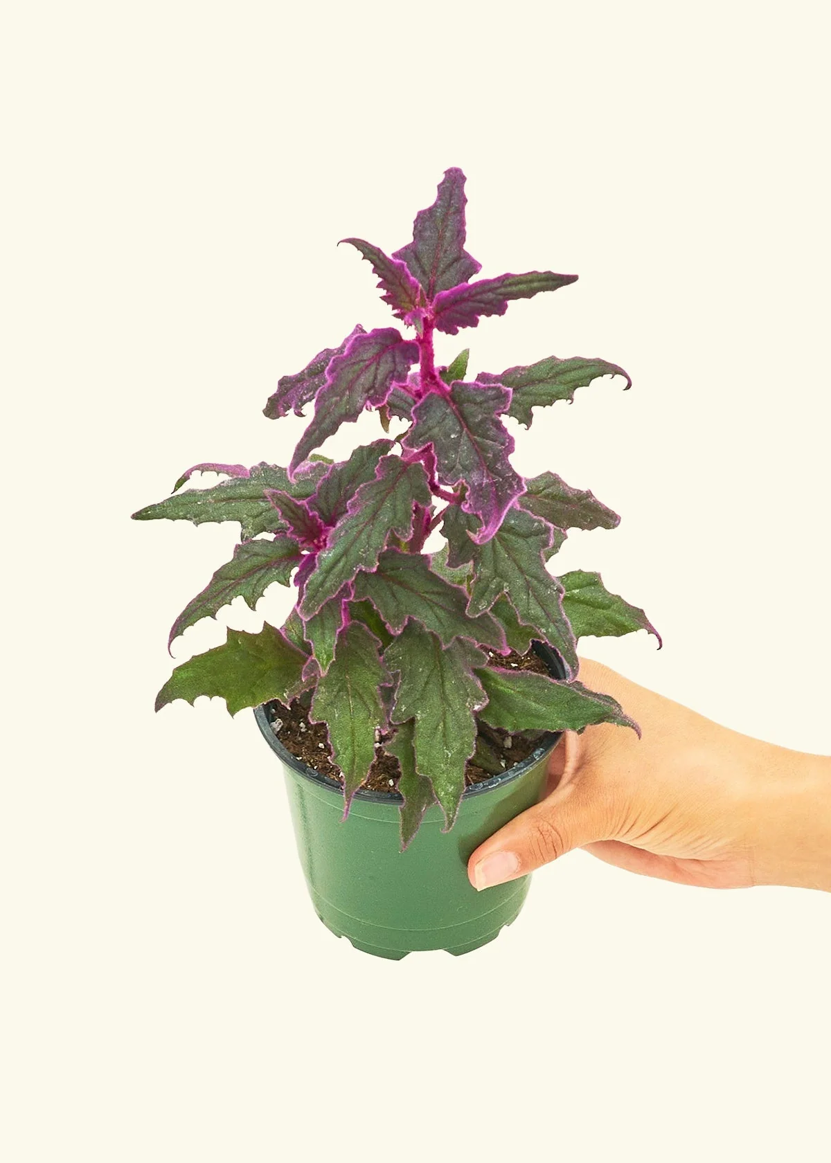 Purple Passion Plant - Image 3