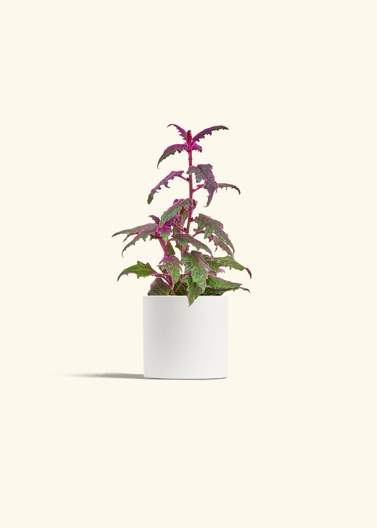 Purple Passion Plant - Image 4