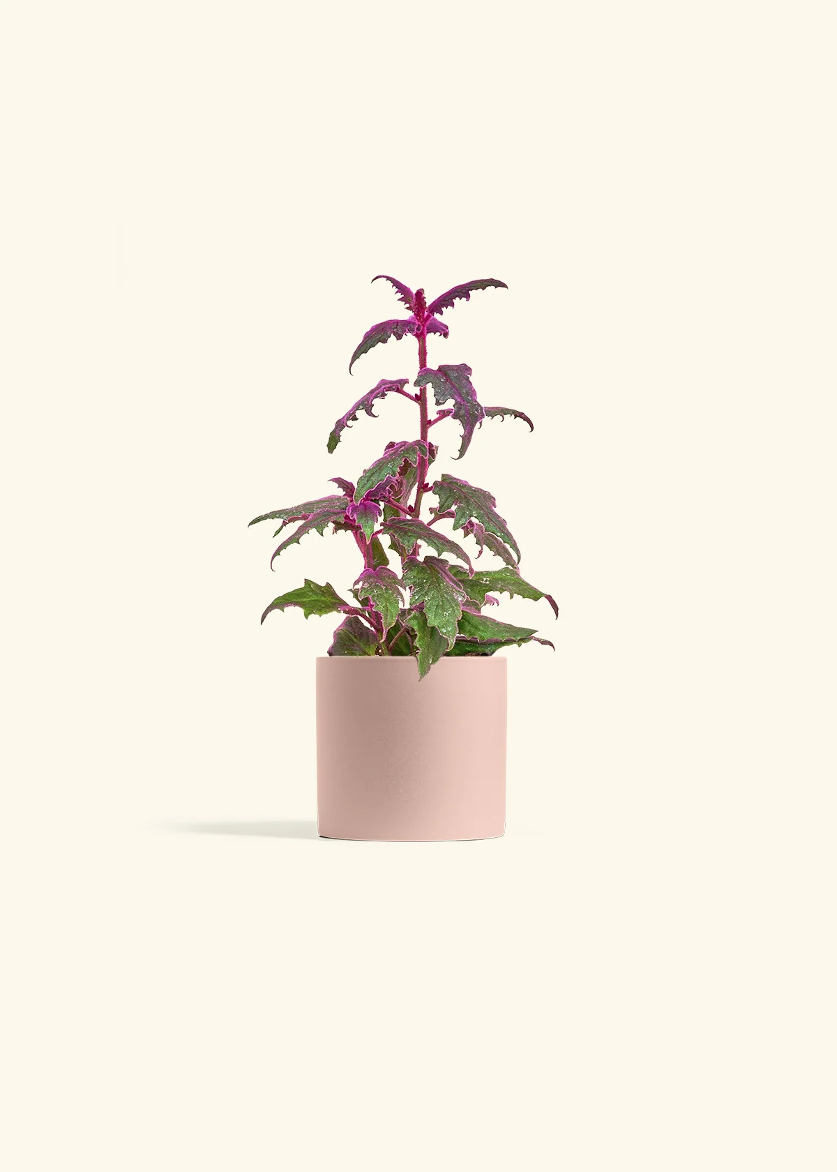 Purple Passion Plant - Image 5