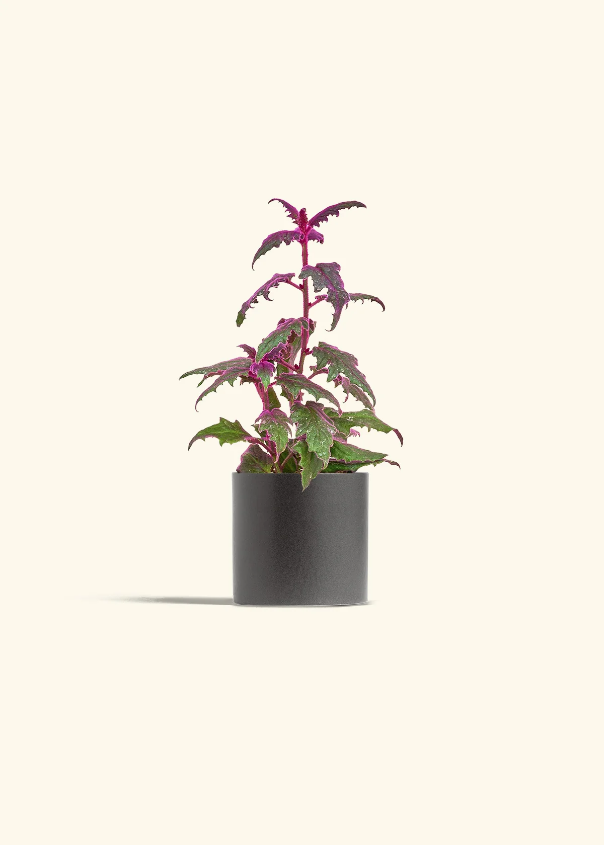 Purple Passion Plant - Image 6