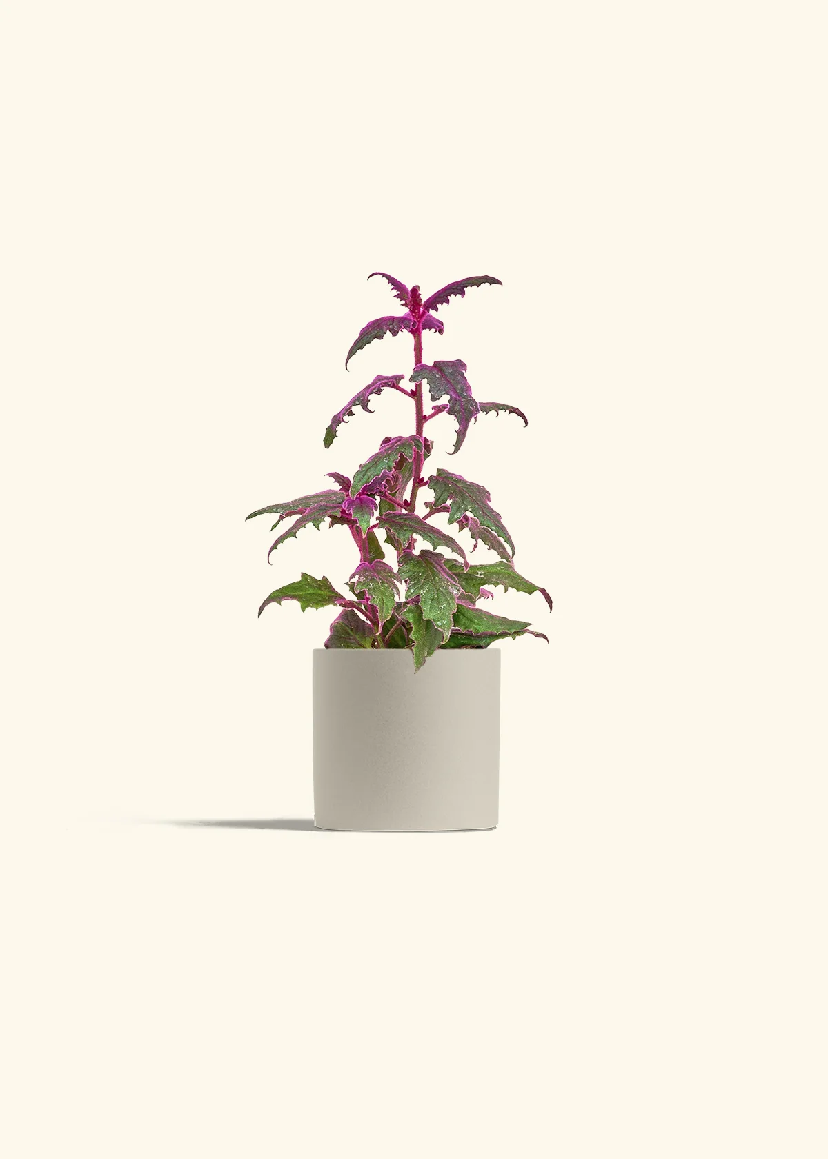 Purple Passion Plant - Image 7