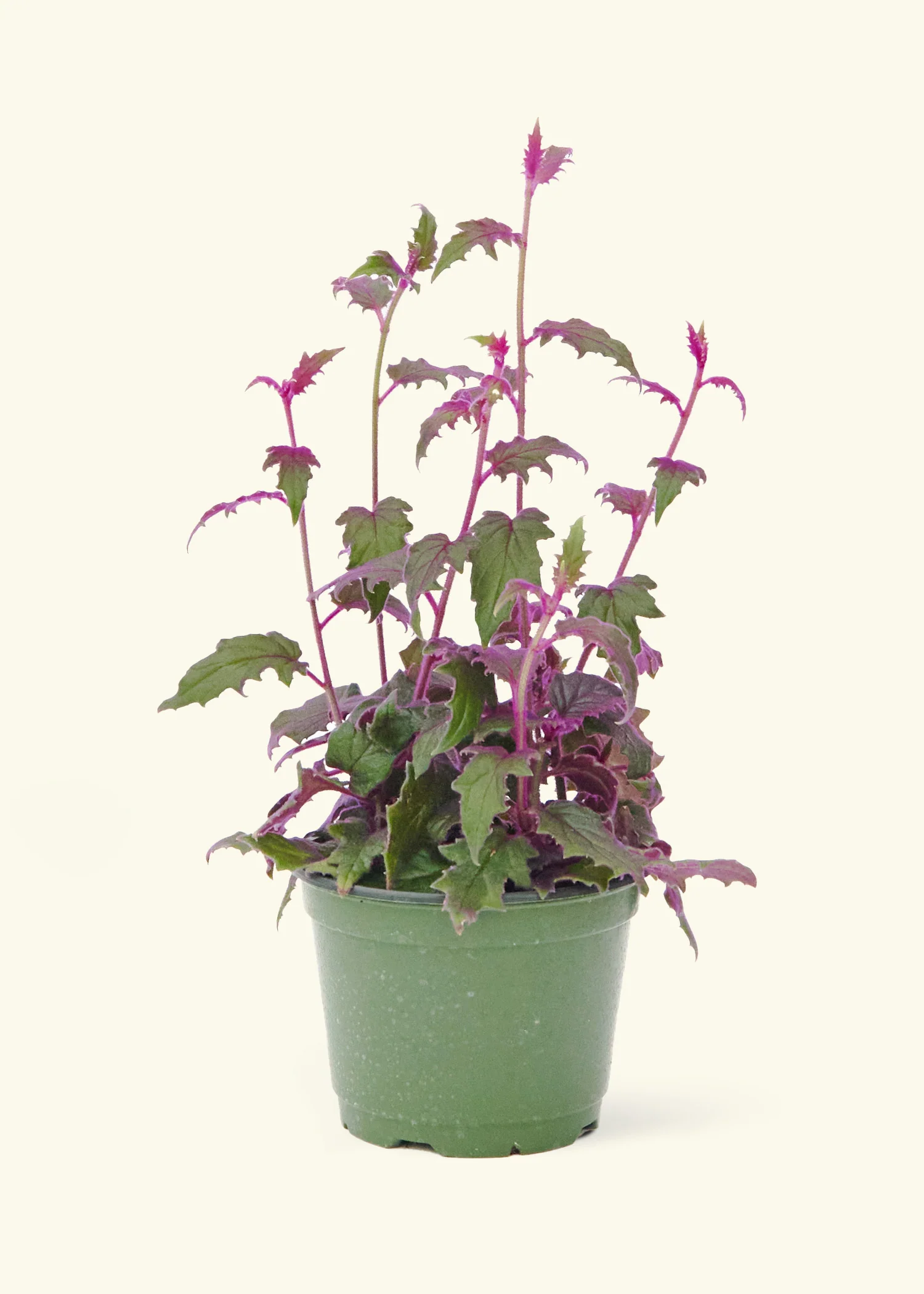 Purple Passion Plant - Image 8