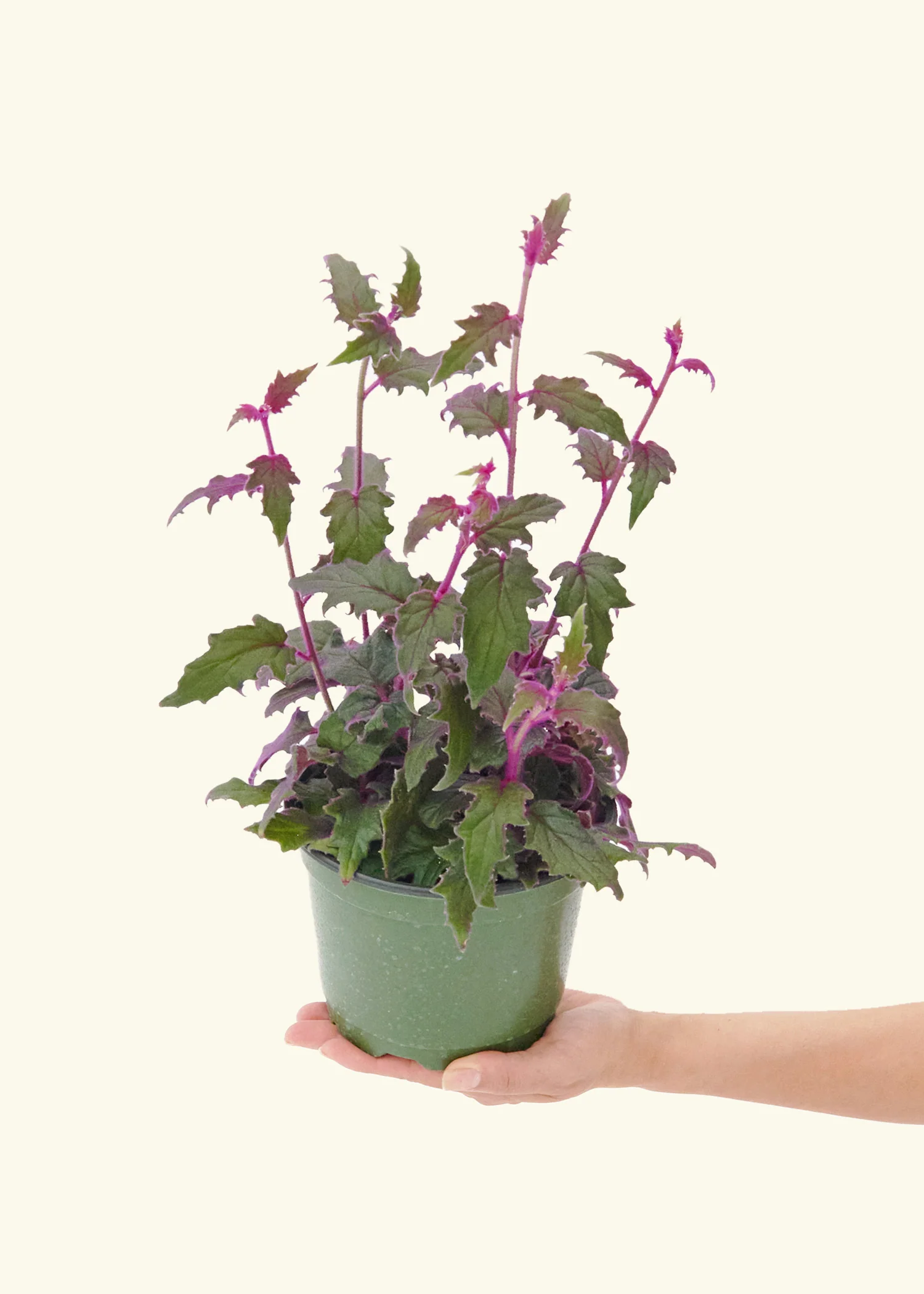 Purple Passion Plant - Image 9