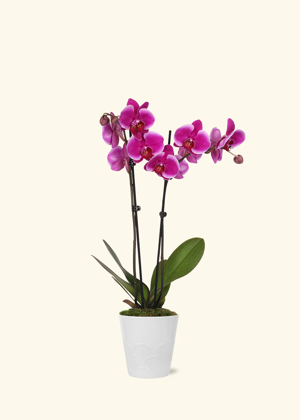 Purple Orchid - Image 3