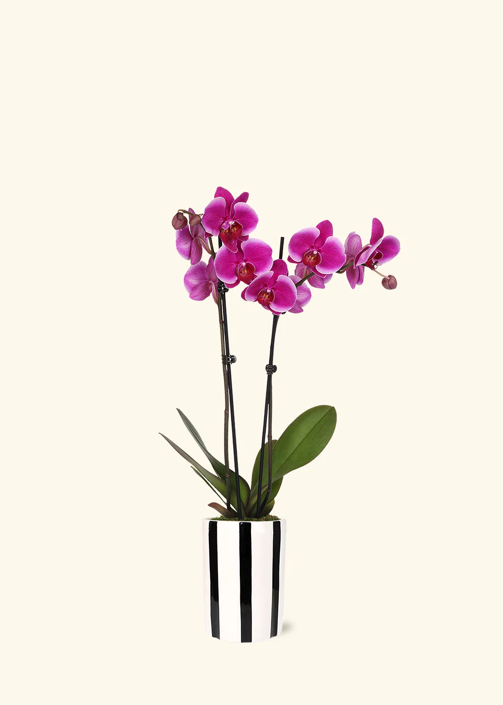 Purple Orchid - Image 4
