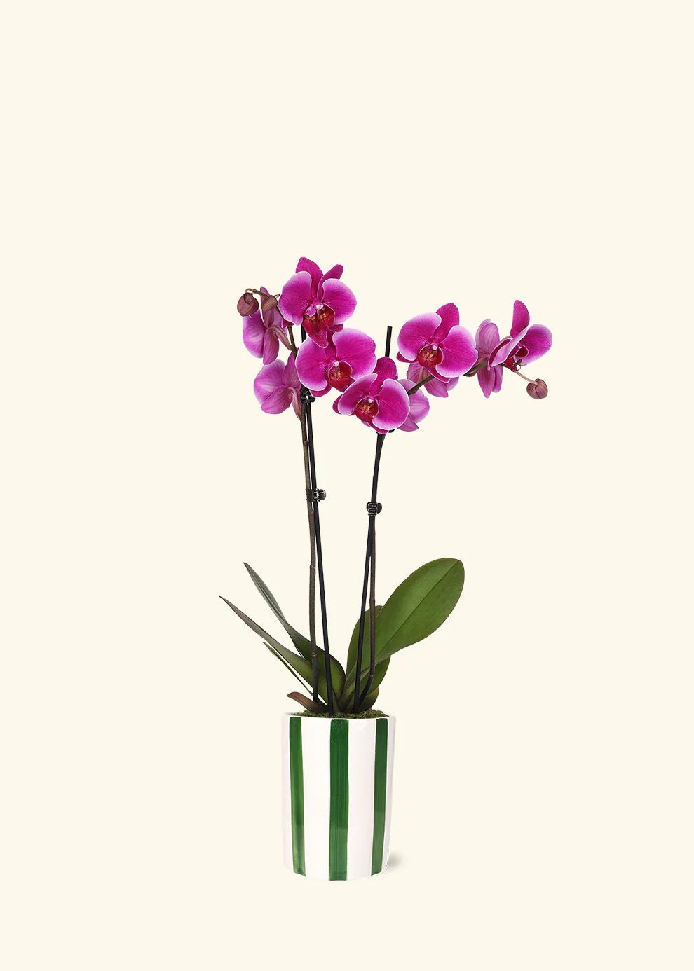 Purple Orchid - Image 5