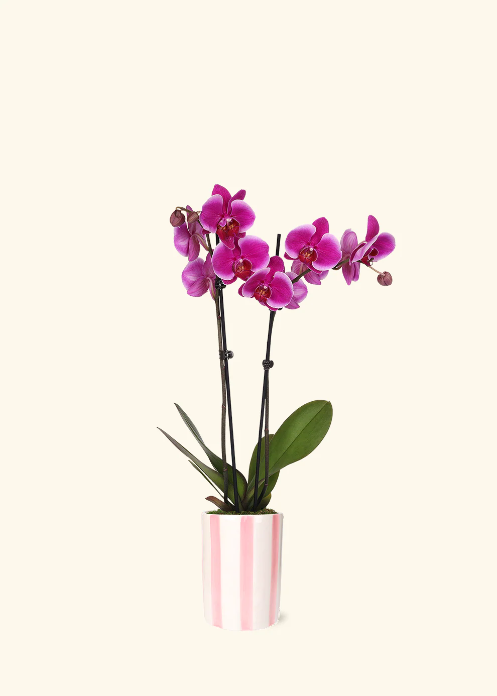 Purple Orchid - Image 6