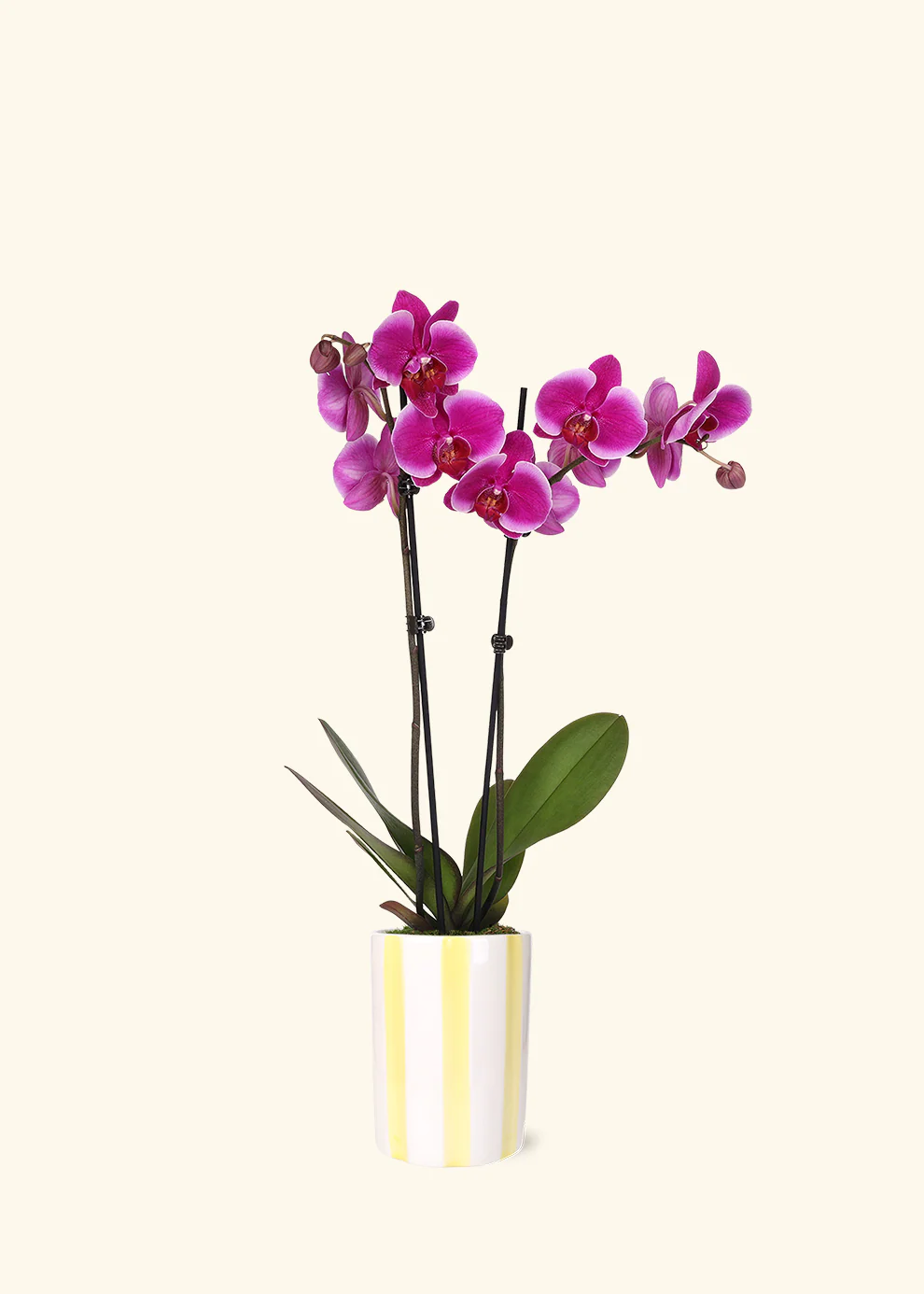 Purple Orchid - Image 7