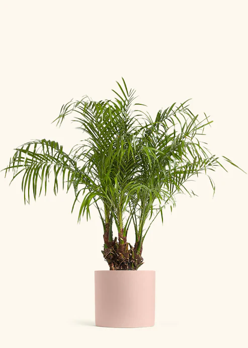 Pygmy Date Palm - Image 3