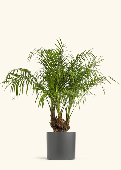 Pygmy Date Palm - Image 4