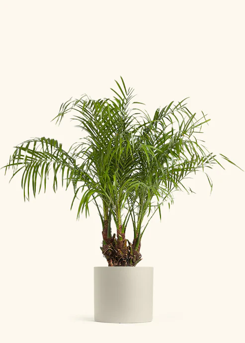 Pygmy Date Palm - Image 5
