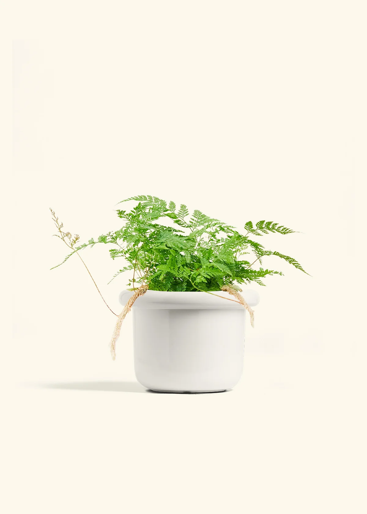 Rabbit Foot Fern - Image 10