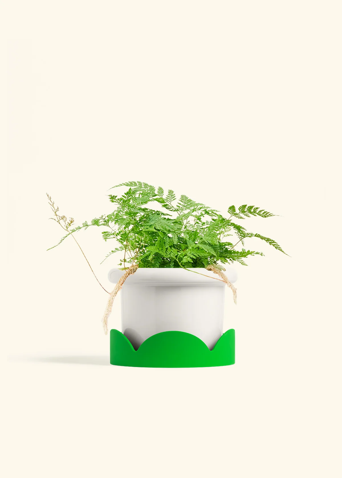 Rabbit Foot Fern - Image 11