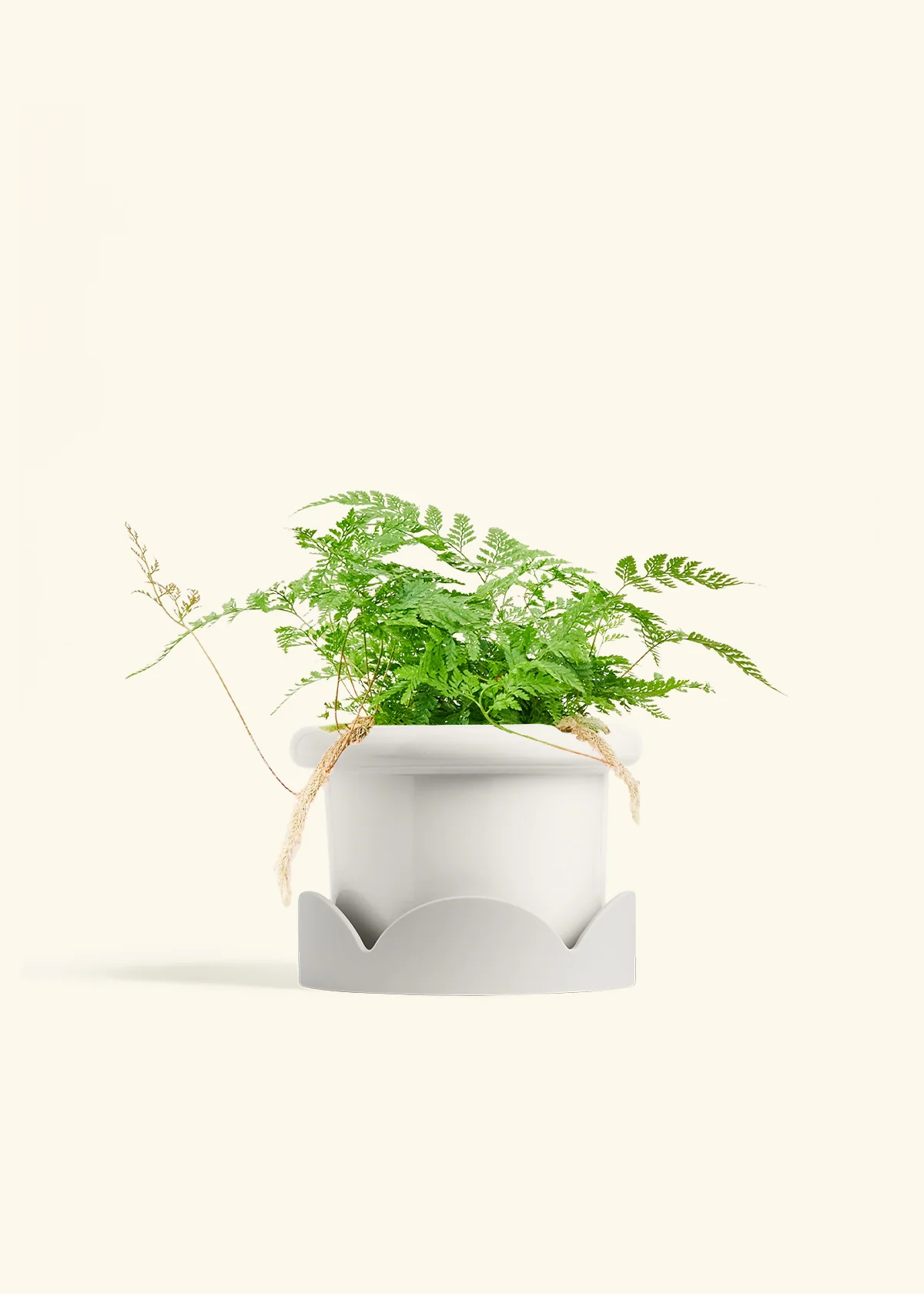 Rabbit Foot Fern - Image 12
