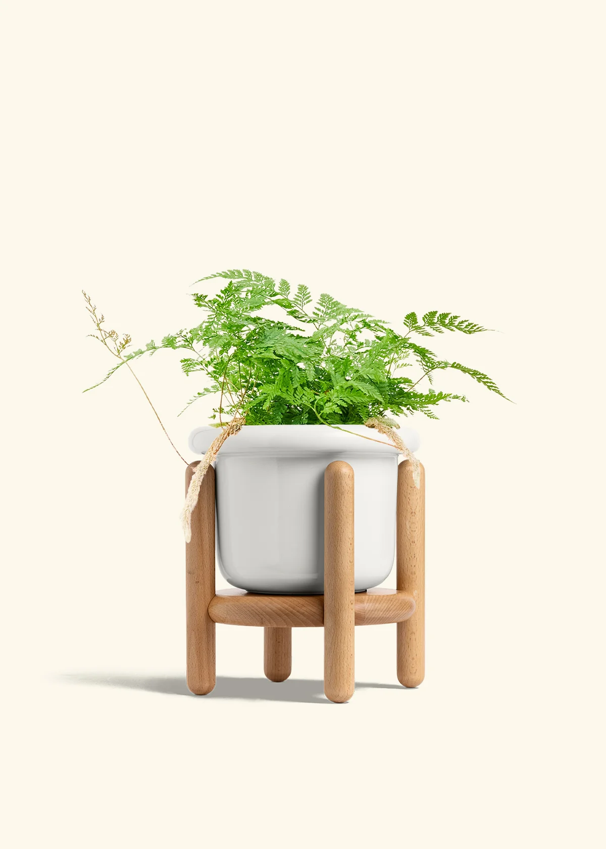 Rabbit Foot Fern - Image 13