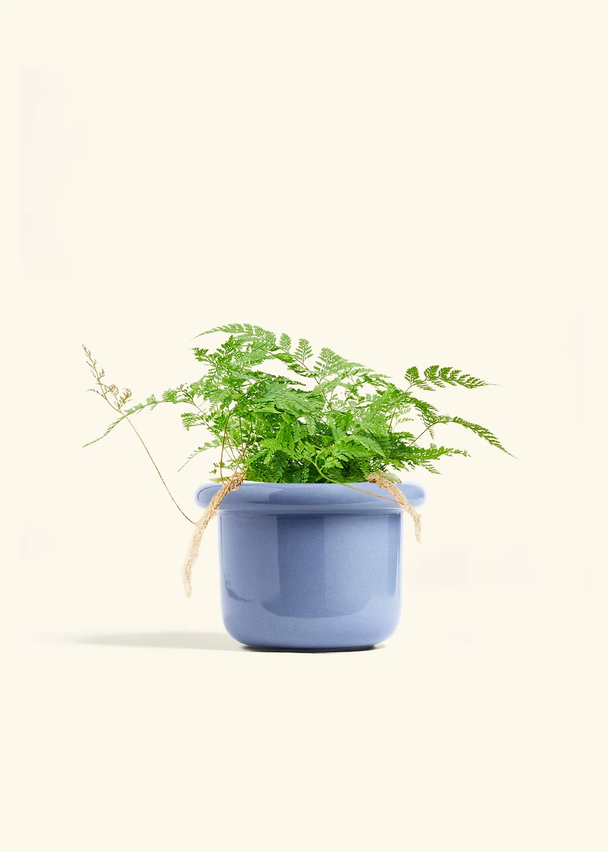 Rabbit Foot Fern - Image 14
