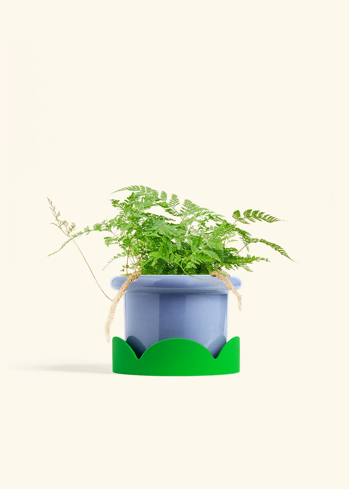 Rabbit Foot Fern - Image 15