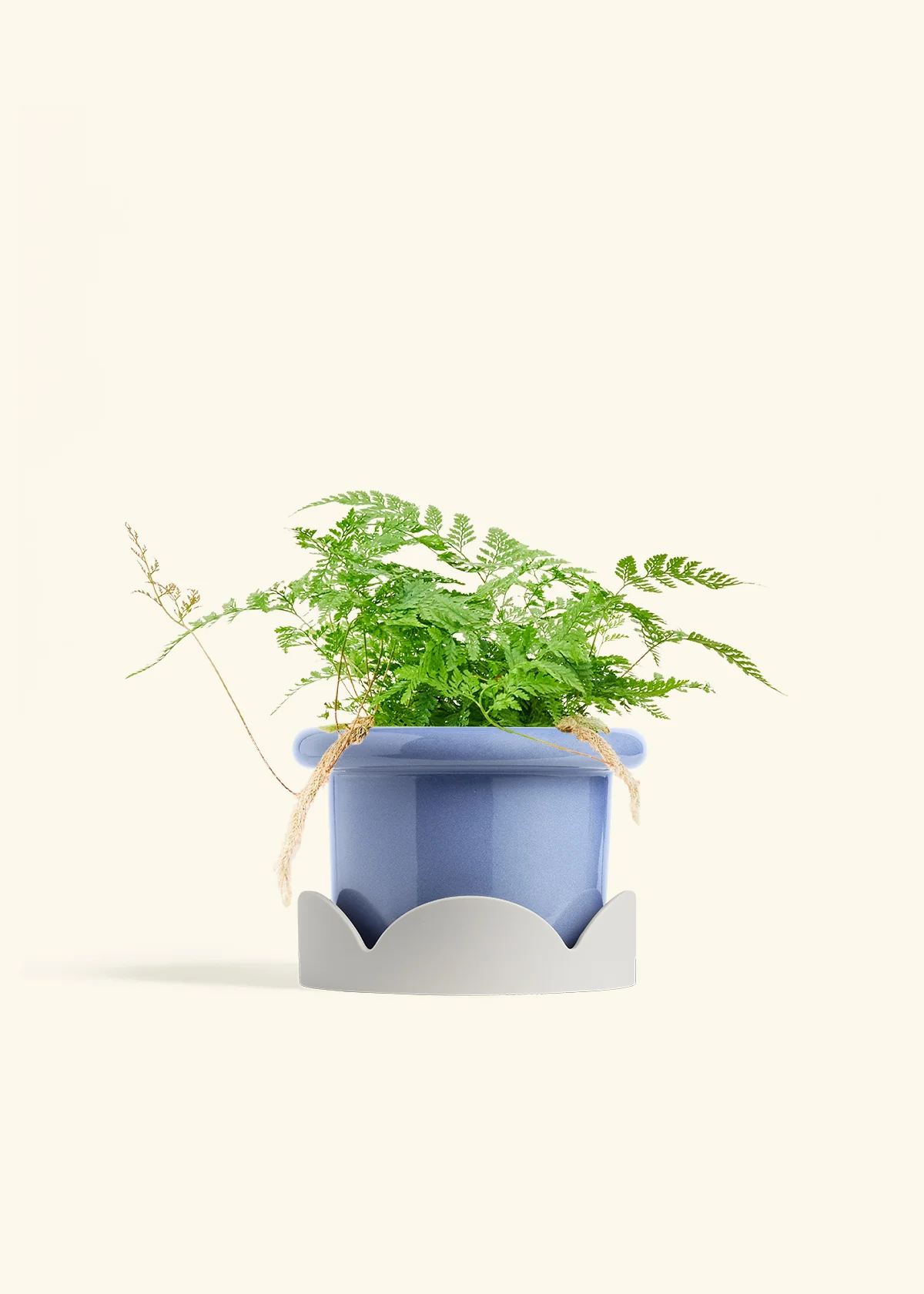 Rabbit Foot Fern - Image 16
