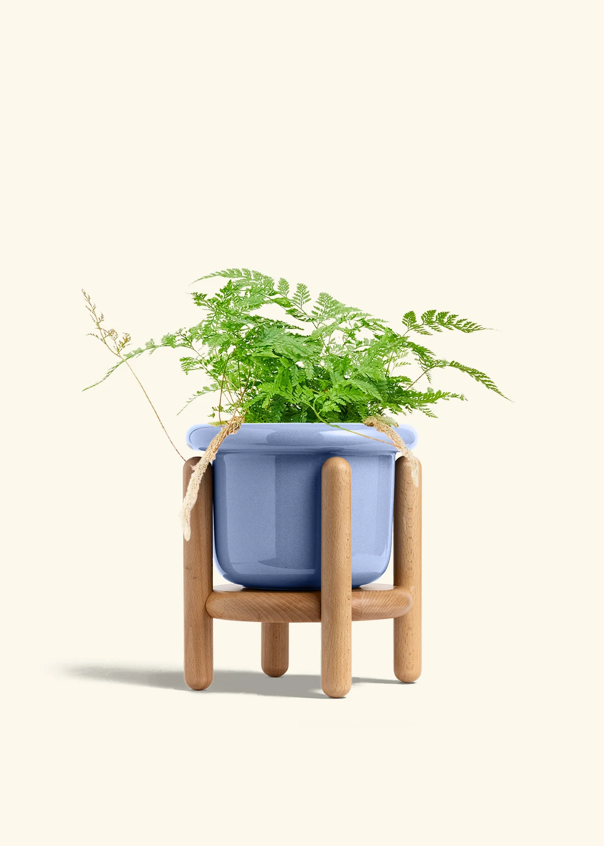 Rabbit Foot Fern - Image 17