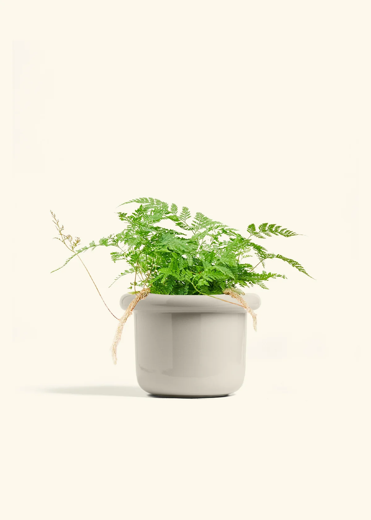 Rabbit Foot Fern - Image 18