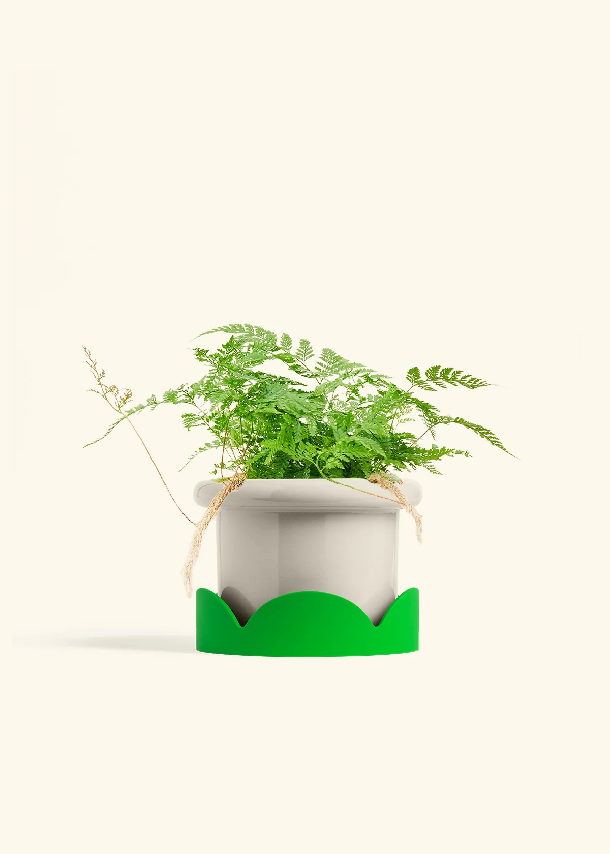 Rabbit Foot Fern - Image 19