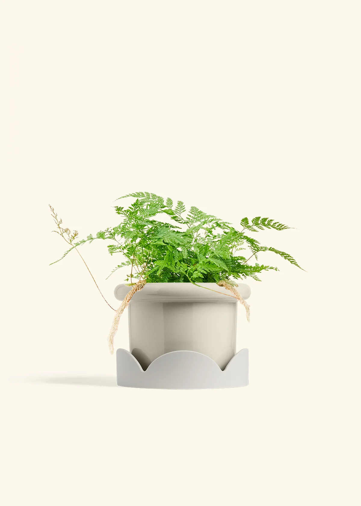 Rabbit Foot Fern - Image 20