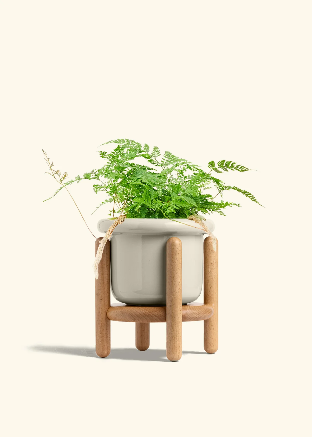 Rabbit Foot Fern - Image 21