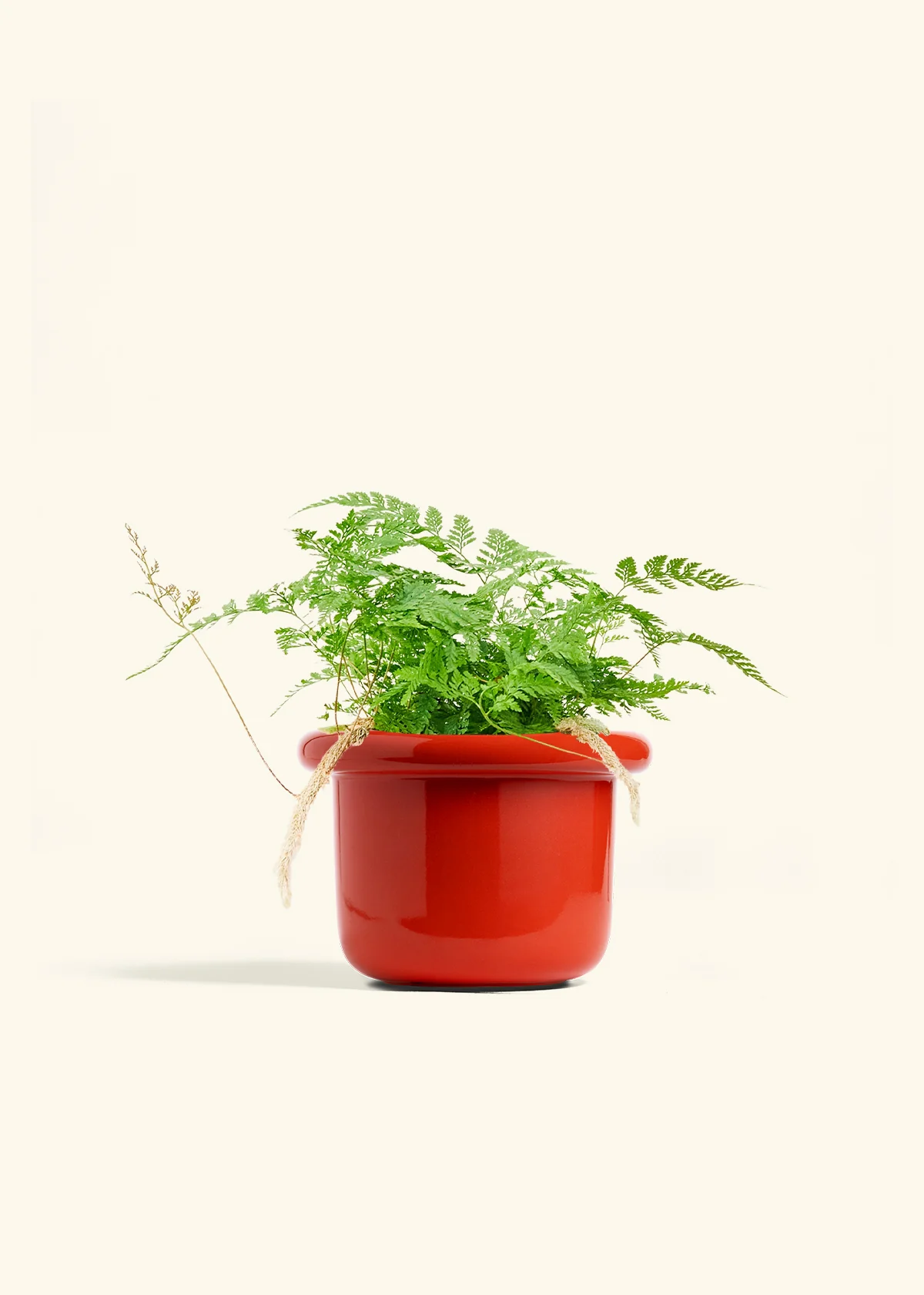 Rabbit Foot Fern - Image 22