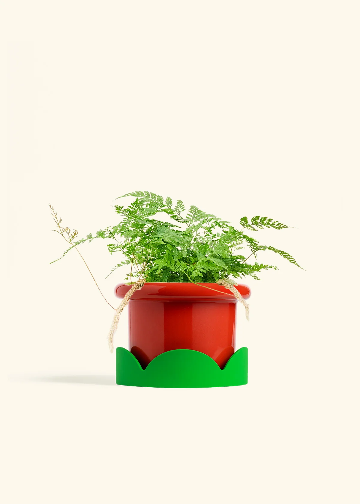 Rabbit Foot Fern - Image 23