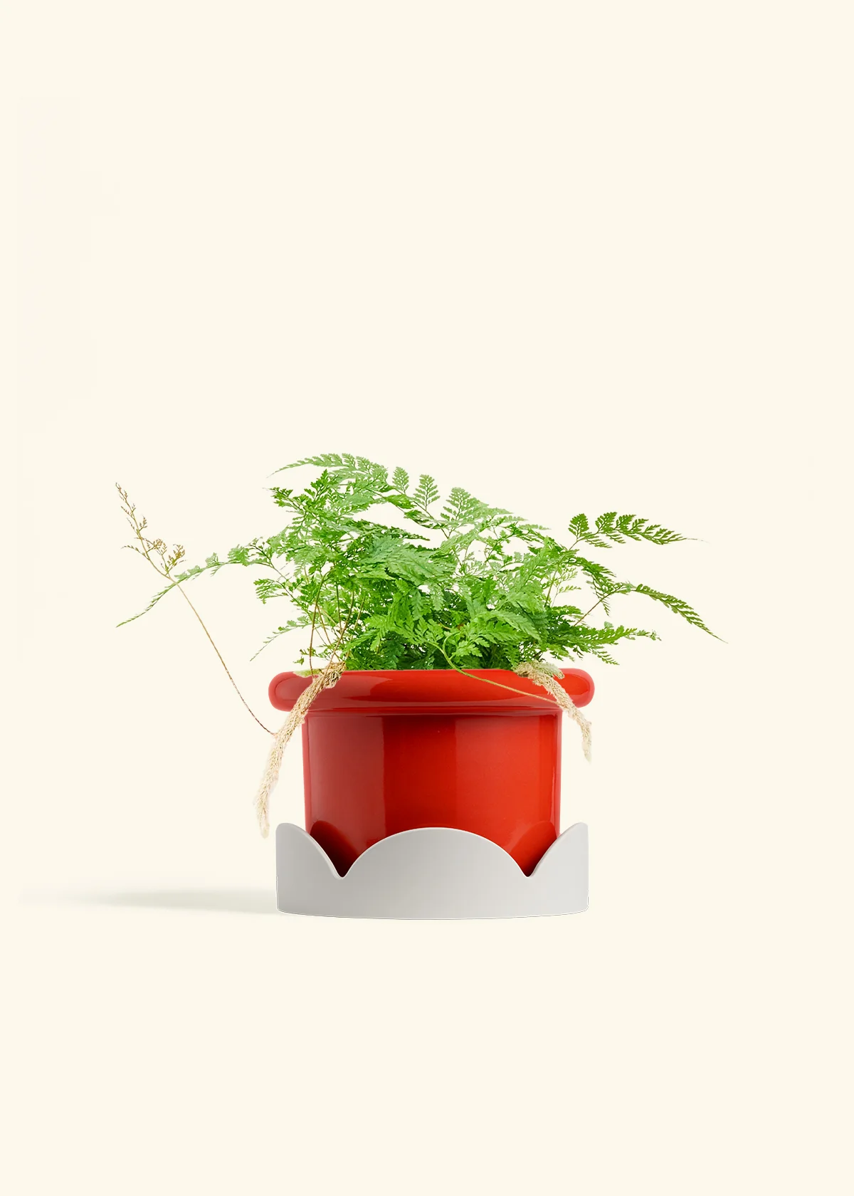 Rabbit Foot Fern - Image 24