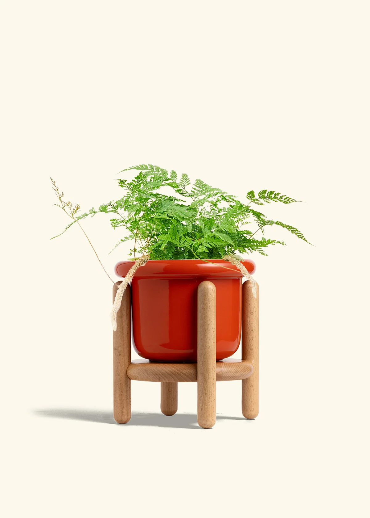 Rabbit Foot Fern - Image 25