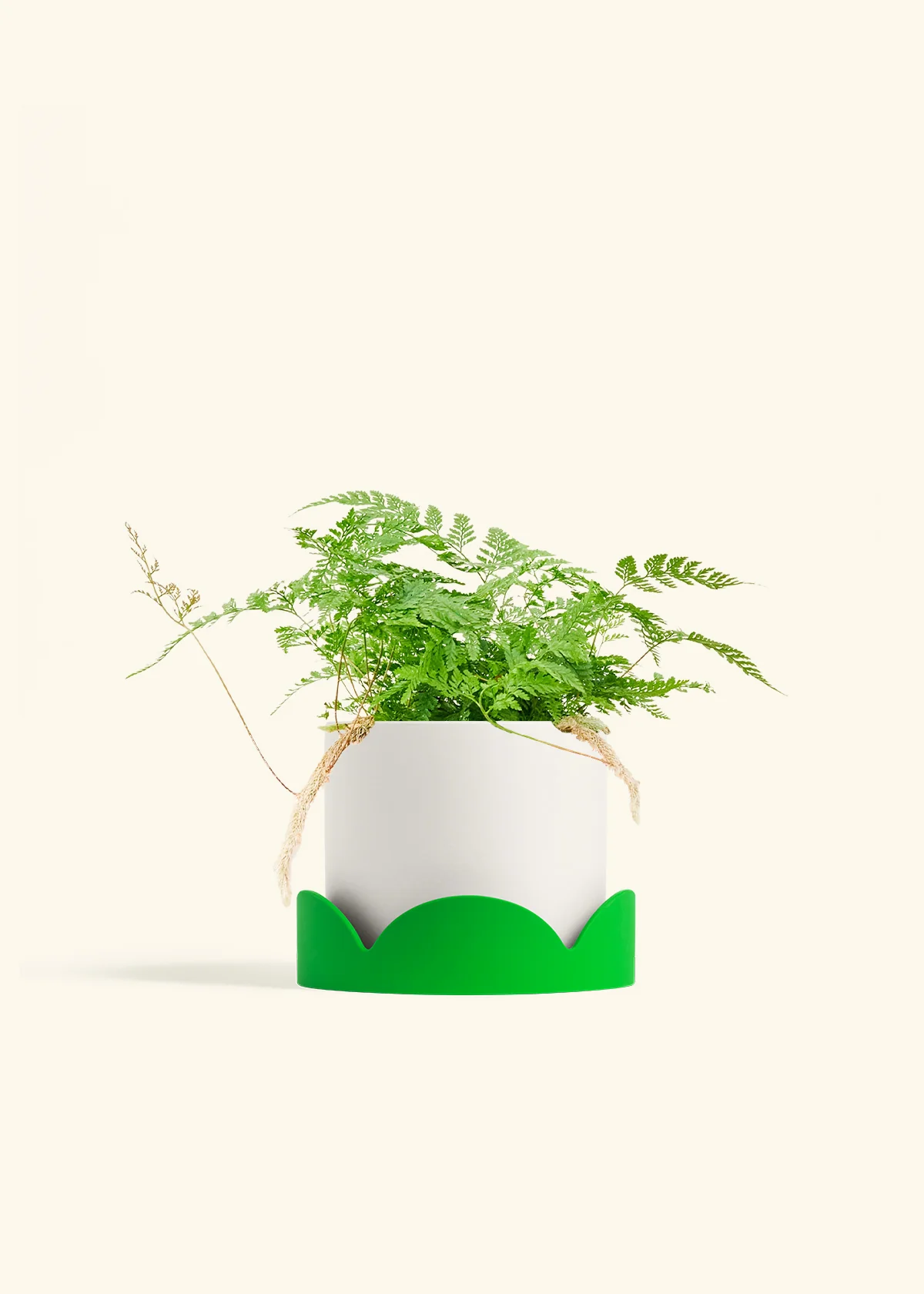 Rabbit Foot Fern - Image 26