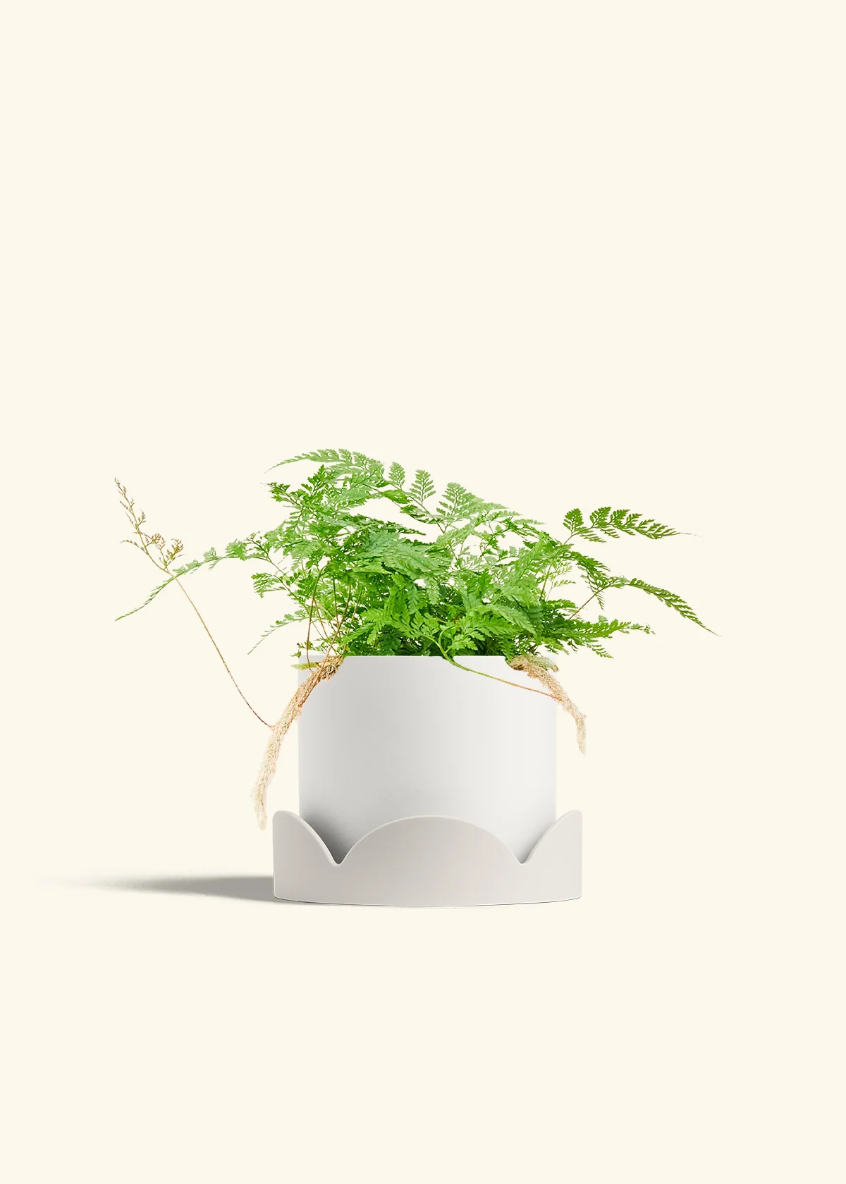 Rabbit Foot Fern - Image 27