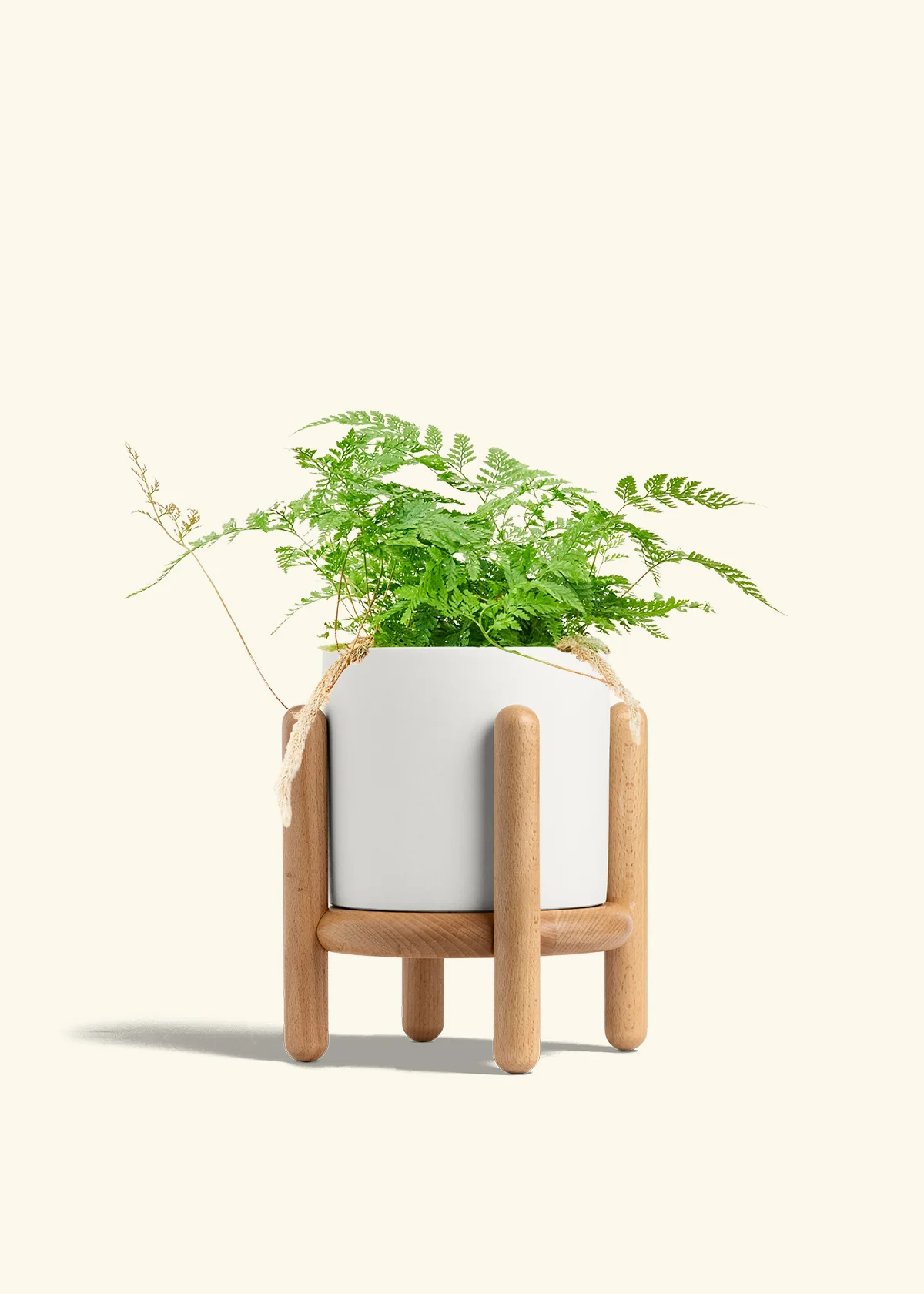 Rabbit Foot Fern - Image 28