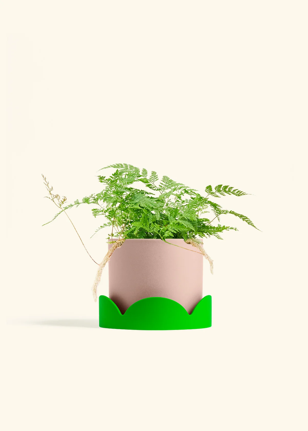 Rabbit Foot Fern - Image 29