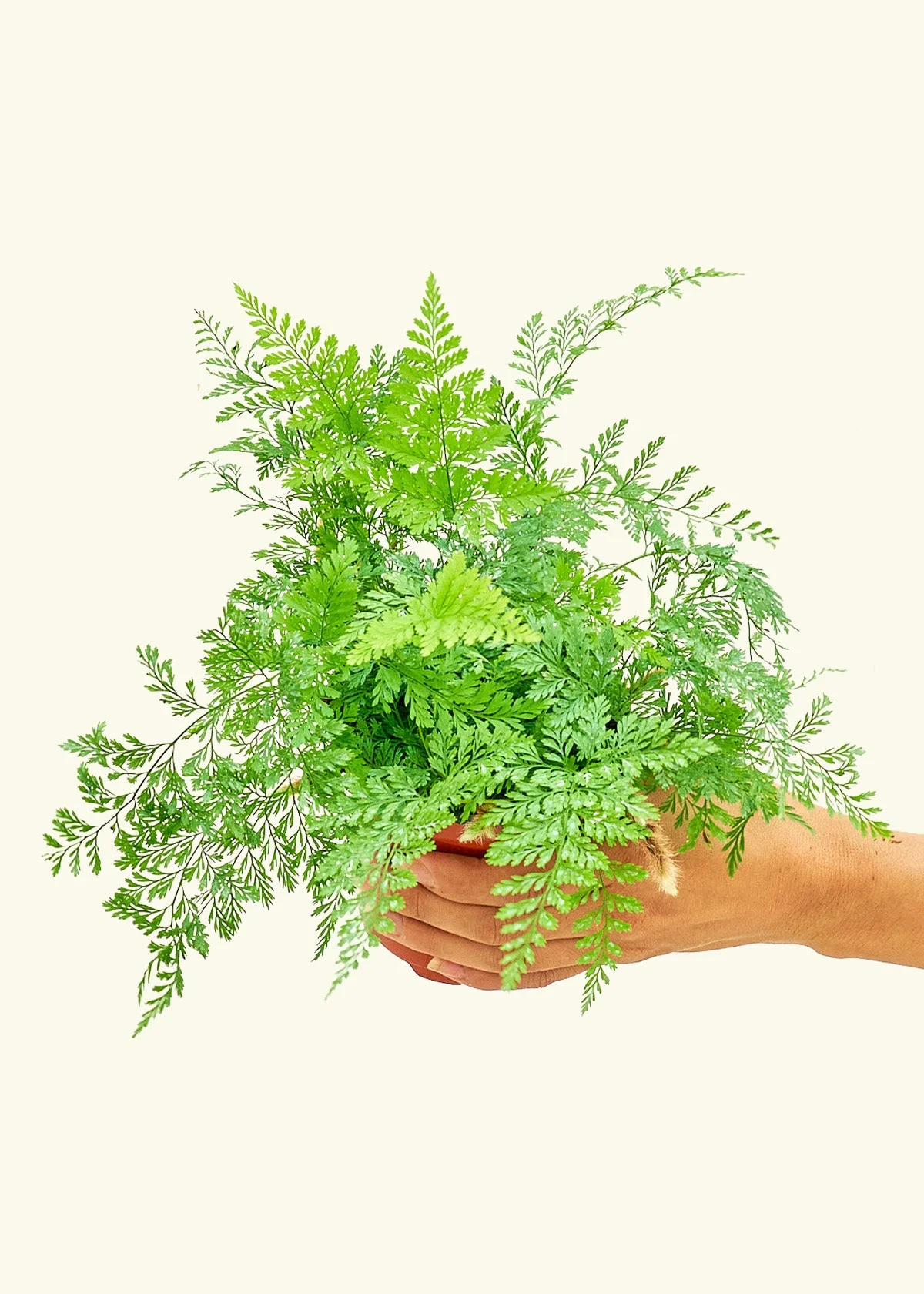 Rabbit Foot Fern - Image 3