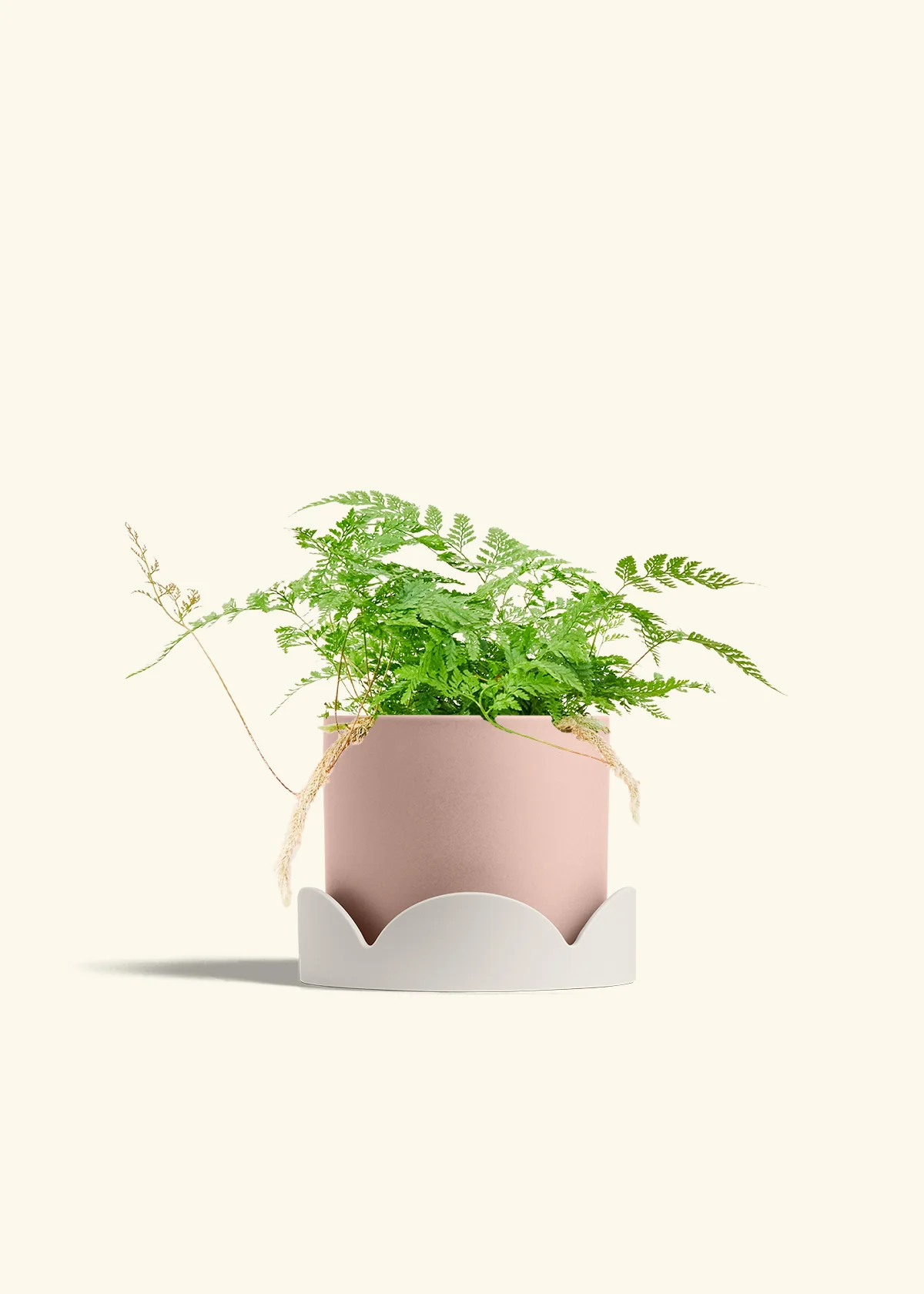 Rabbit Foot Fern - Image 30