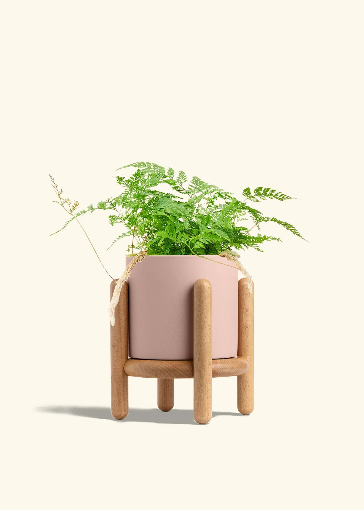 Rabbit Foot Fern - Image 31