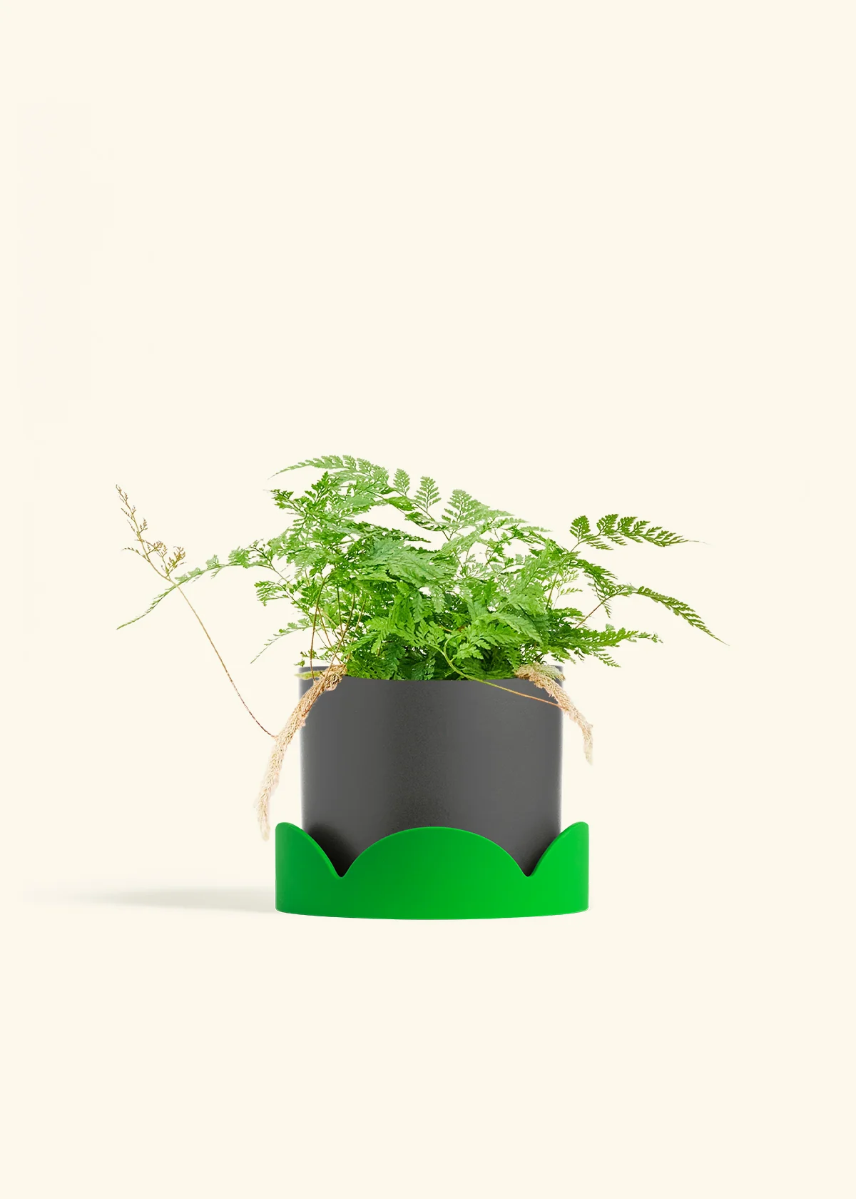 Rabbit Foot Fern - Image 32