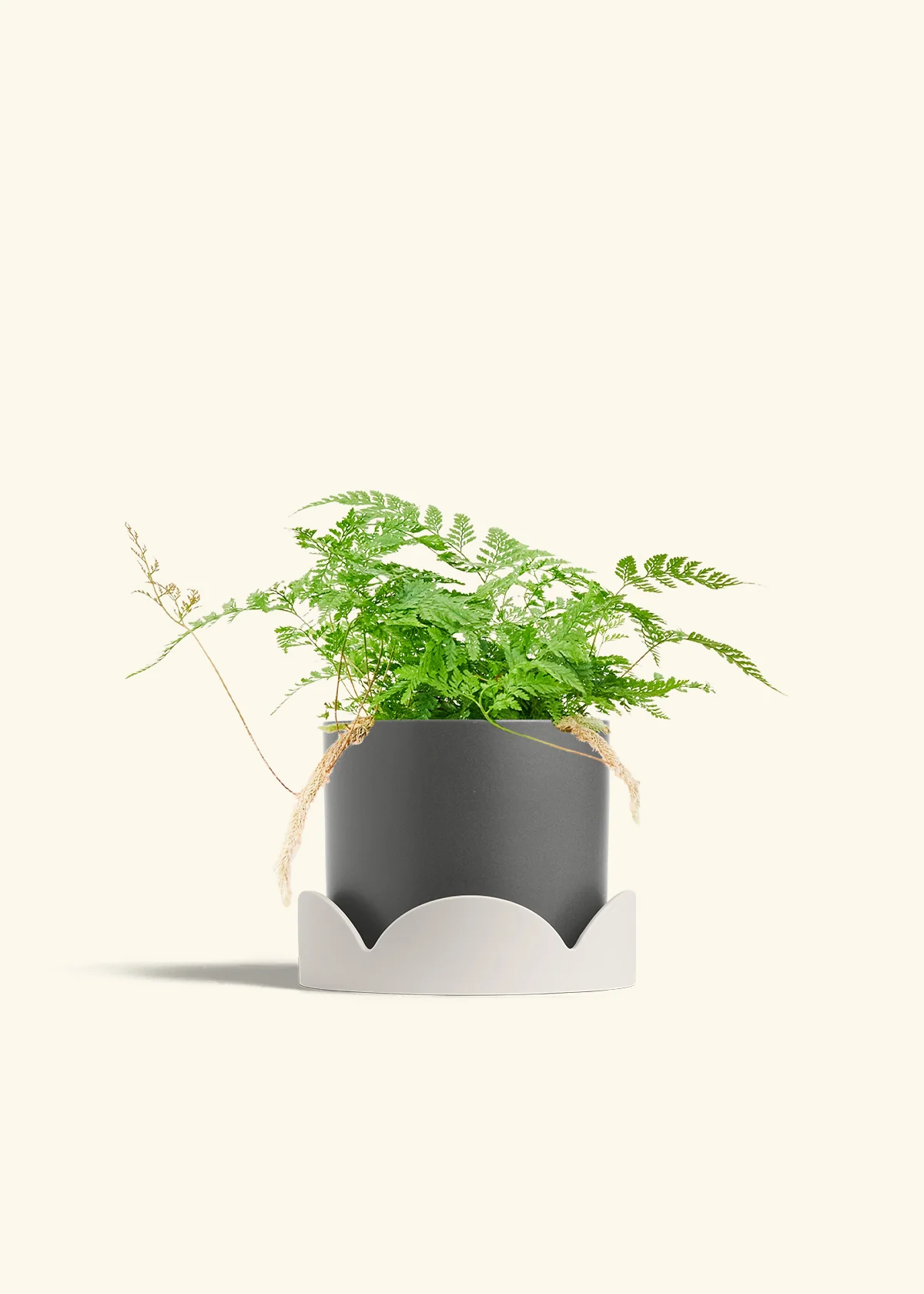 Rabbit Foot Fern - Image 33