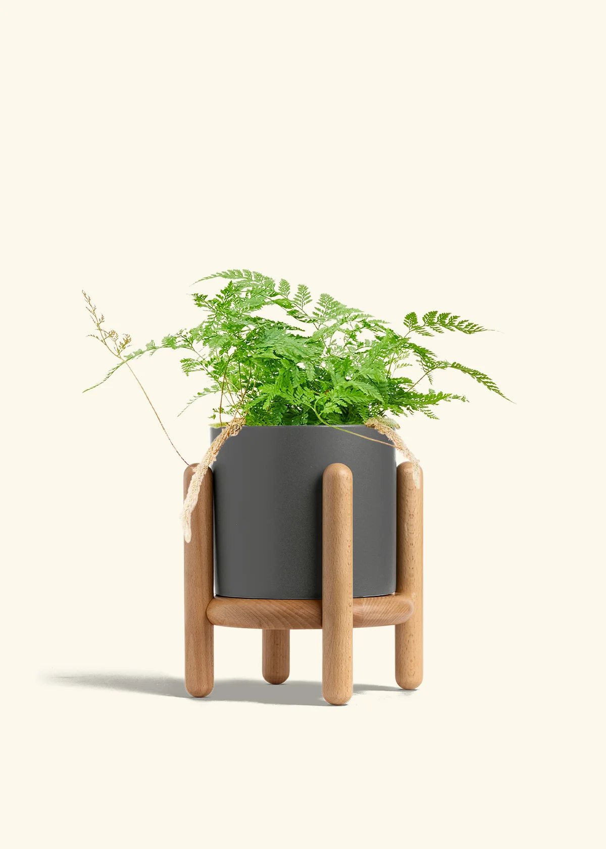 Rabbit Foot Fern - Image 34